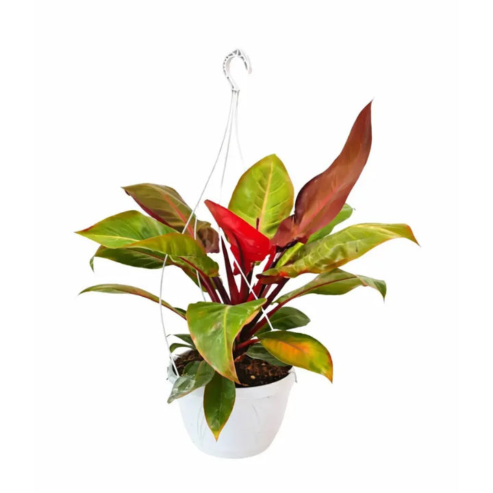 Philodendron Orange - pianta d'interno con foglie arancioni e verdi vivaci nel vaso