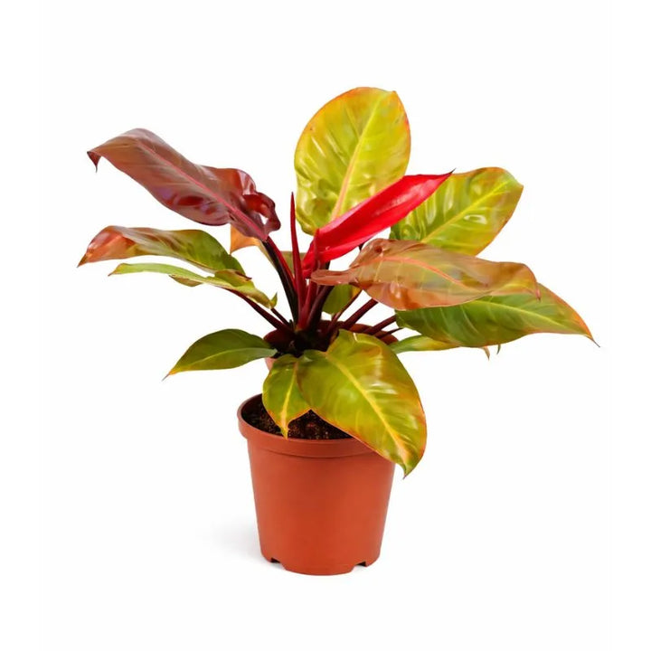 Philodendron Orange - pianta da interno con foglie giovani arancioni e vaso decorativo