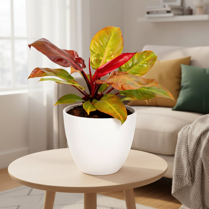 Philodendron Orange - pianta da interno in ambiente domestico luminoso