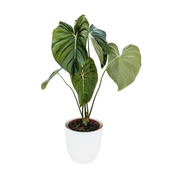 Philodendron pastazanum D.19 cm