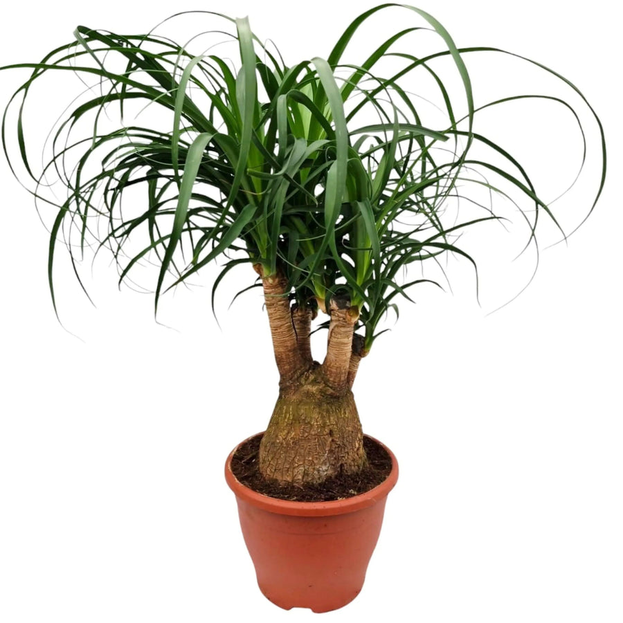 Beaucarnea recurvata 55 cm - pianta da interno con tronco rigonfio e foglie a cascata