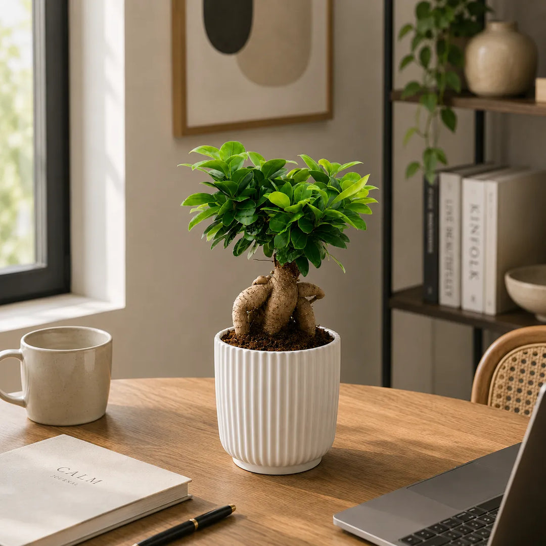 Bonsai Ficus Ginseng in vaso Pitti bianco posizionato su scrivania in legno con notebook e tazza in stile nordico.