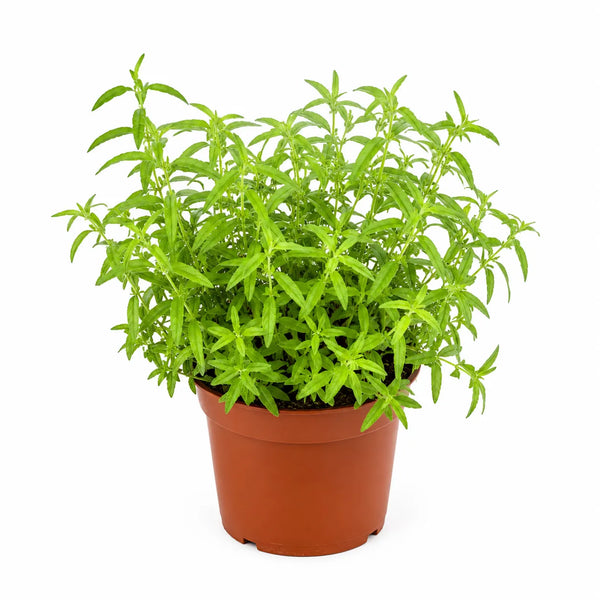 Citronella D.14 H.30 cm
