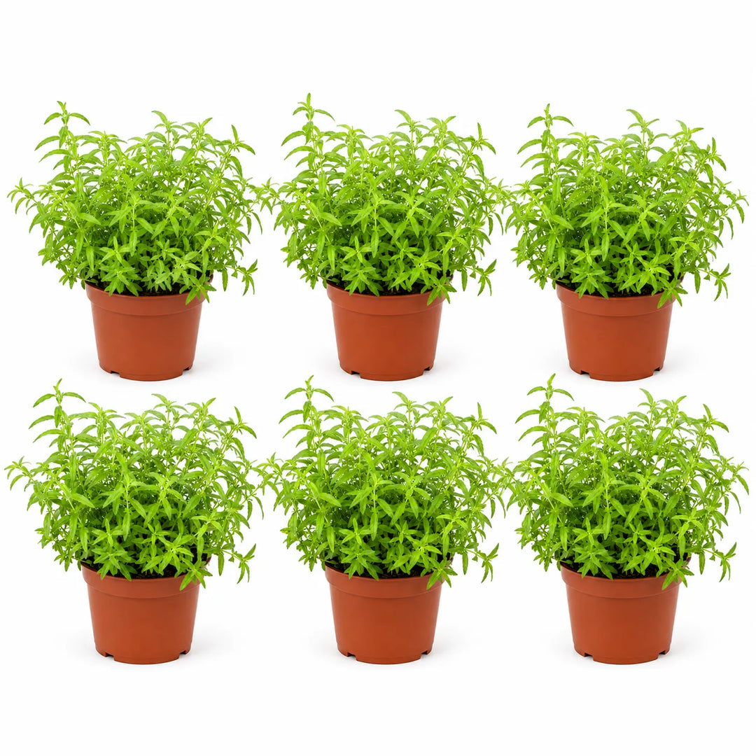Pianta di citronella in vaso da coltivazione in plastica su sfondo bianco, pronta per il trapianto in vaso o in giardino.