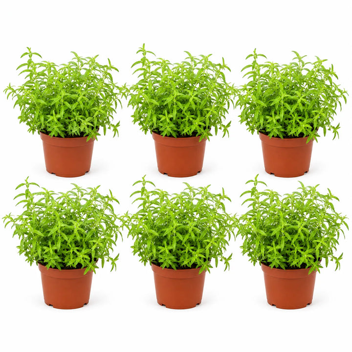 Pianta di citronella in vaso da coltivazione in plastica su sfondo bianco, pronta per il trapianto in vaso o in giardino.