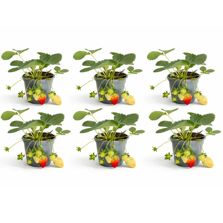 Pianta di fragola costo - Pianta di fragola in un vaso decorativo su un balcone soleggiato