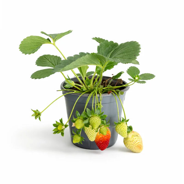 Pianta di fragola D.14 H.25 cm