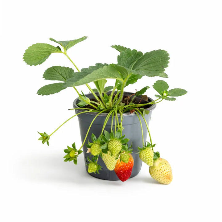 Pianta fragola - Pianta di fragola in vaso con frutti maturi e foglie verdi