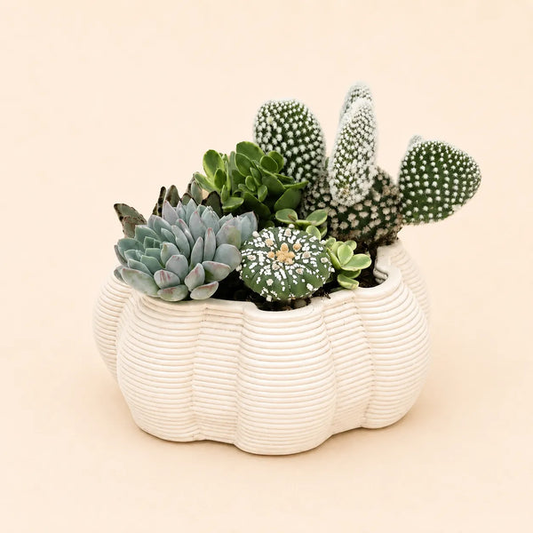 Composizioni di piante grasse in vaso ceramica artigianale iris D. 15 CM