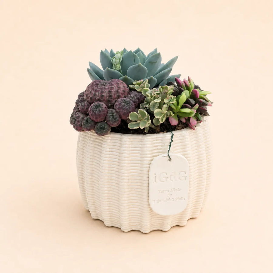 Composizione di succulente vive in vaso Dioniso bianco con echeveria blu, cactus viola e piante grasse decorative da interno.