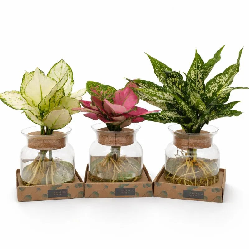 Set di piante Aglaonema in idrocoltura con radici visibili in vasi di vetro decorativi disponibili in diverse varietà.