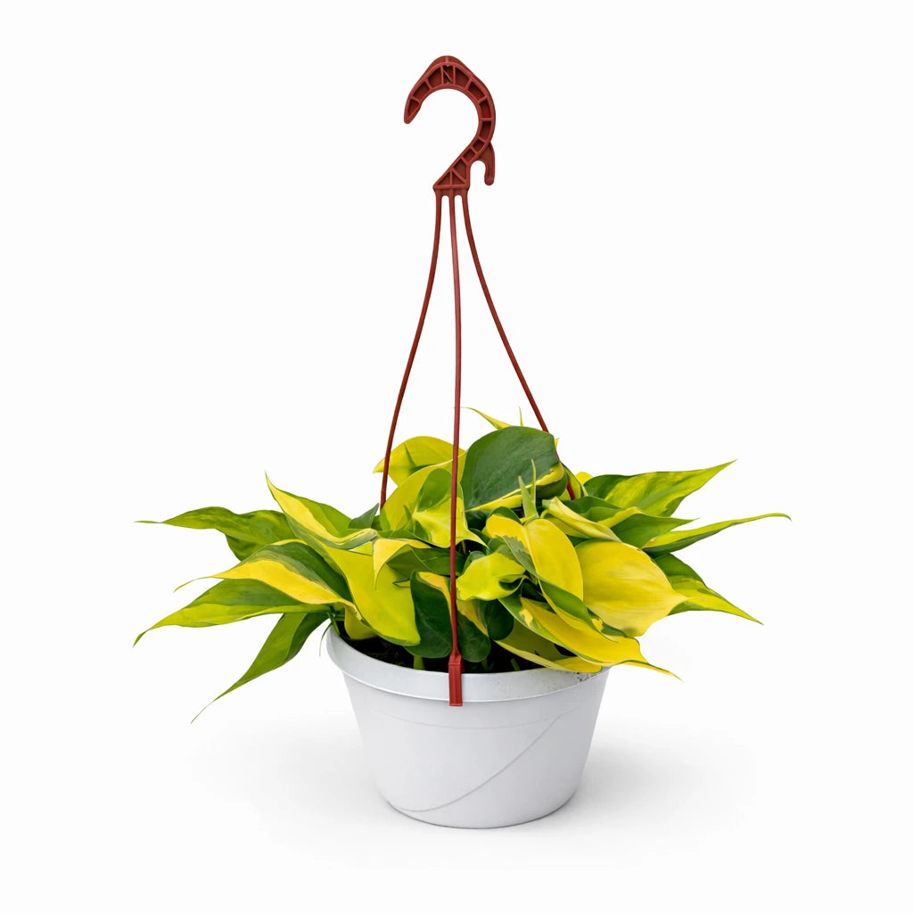 Philodendron Brasil basket 20cm - pianta pendente variegata giallo-verde in cesto sospeso