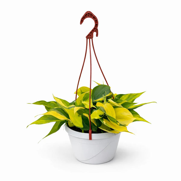 Philodendron scandens brasil basket 20 cm