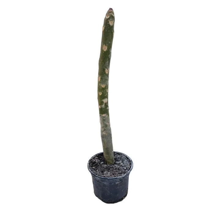 Immagine mostra lo stelo di una pianta senza fiori ne foglie 