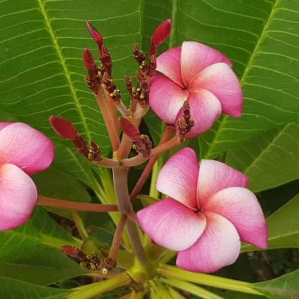Plumeria CP Dino - Singola punta