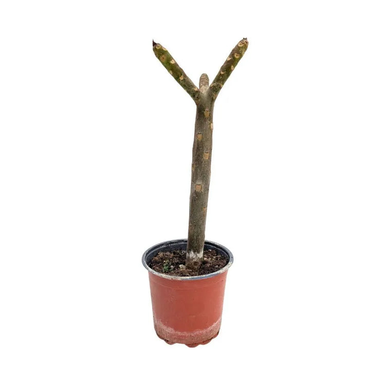 immagine mostra lo stelo della pianta senza fiori ne foglie 