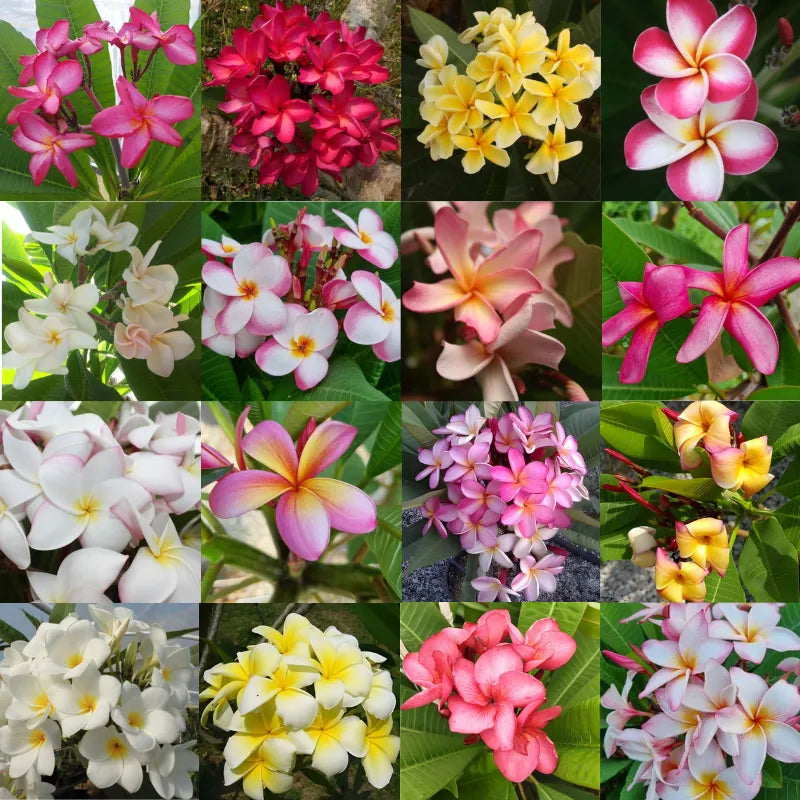 Immagine mostra tutti i fiori delle varie varietà delle piante 