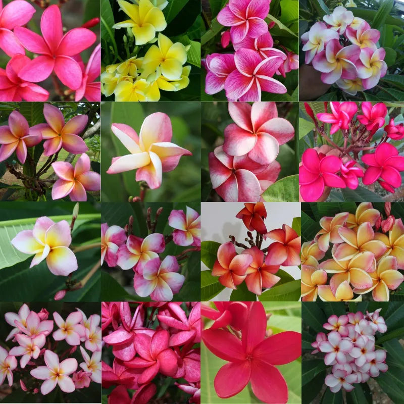 Immagne mostra tutti i fiori delle varieta disponibili 
