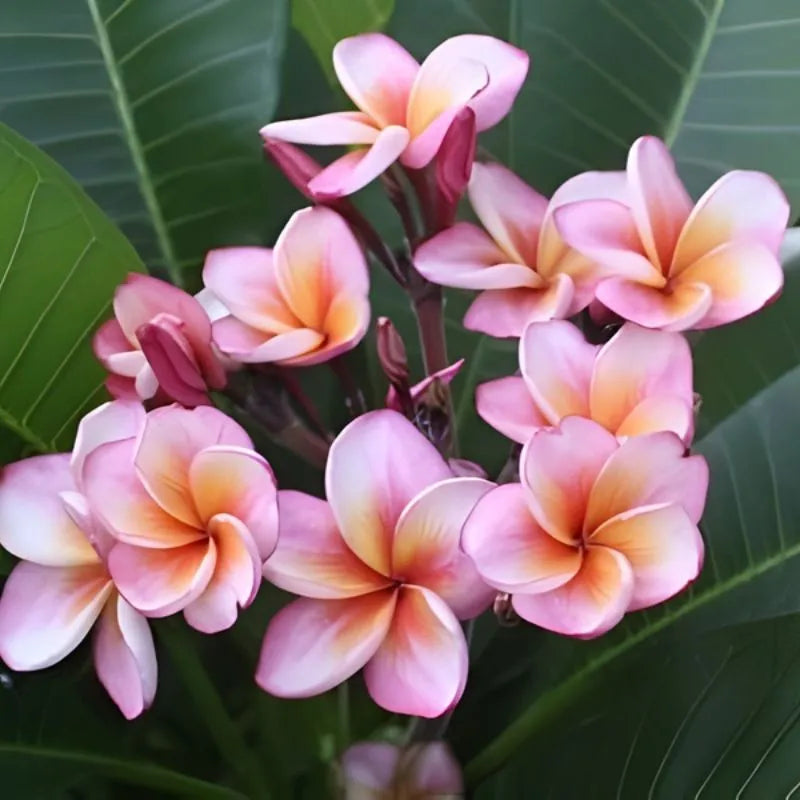 dettaglio sui fiori della pianta 