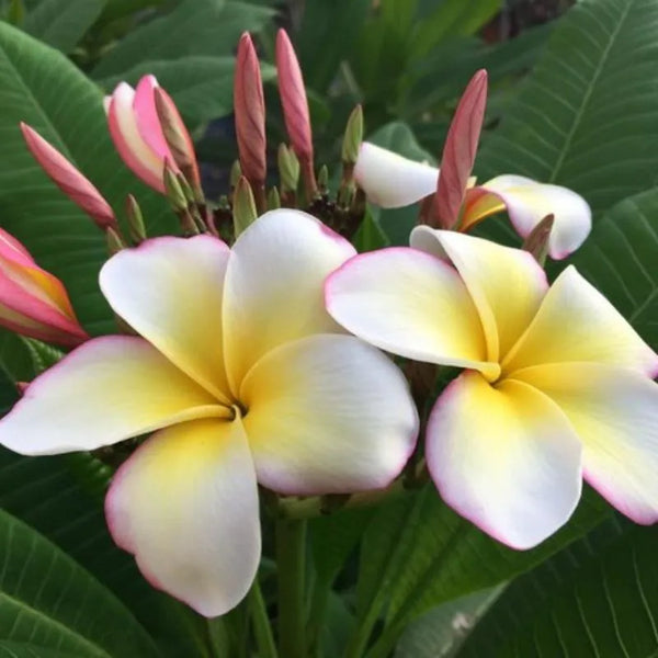 Plumeria Lueang Ulay - Ramificata