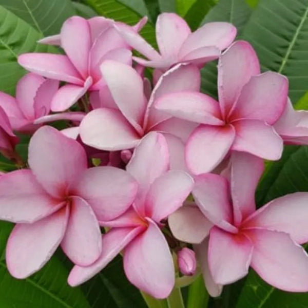 Plumeria P-13 - Singola punta
