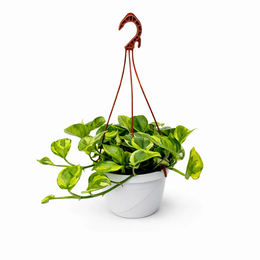 Pothos N'Joy Basket - pianta pendente variegata con foglie verdi e gialle in vaso sospeso bianco, vista frontale