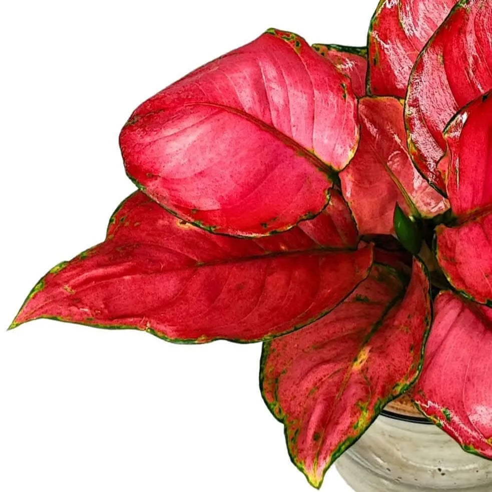 Primo piano delle foglie rosse con margini verdi della Aglaonema Red Anjamani

