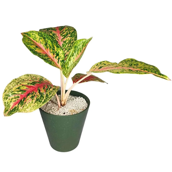 Aglaonema 'Red Siam' in Idrocoltura con Perlite