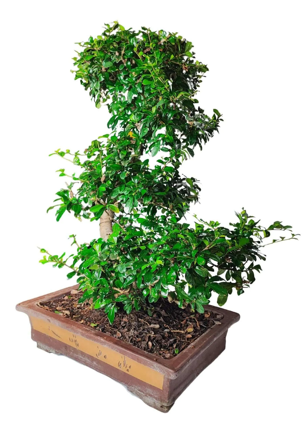 Vista laterale del Bonsai Carmona con fogliame verde brillante