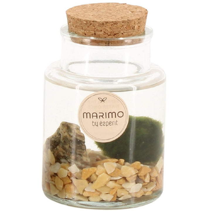 Sfera di alga Marimo in contenitore di vetro con tappo in sughero, decorata con ghiaia e pietre naturali – idea regalo green e decorazione zen