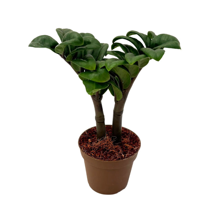 Zamioculcas Zenzi in vaso marrone da 9 cm, pianta d'appartamento compatta con fusti robusti e foglie lucide verde scuro
