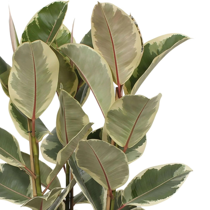 Ficus Elastica Tineke - dettaglio foglie variegate con margini crema e sfumature rosa