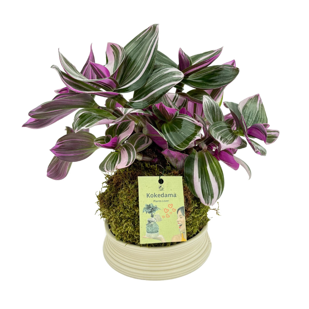 Tradescantia Zebrina Kokedama - pianta da interno con foglie variegate viola e verde