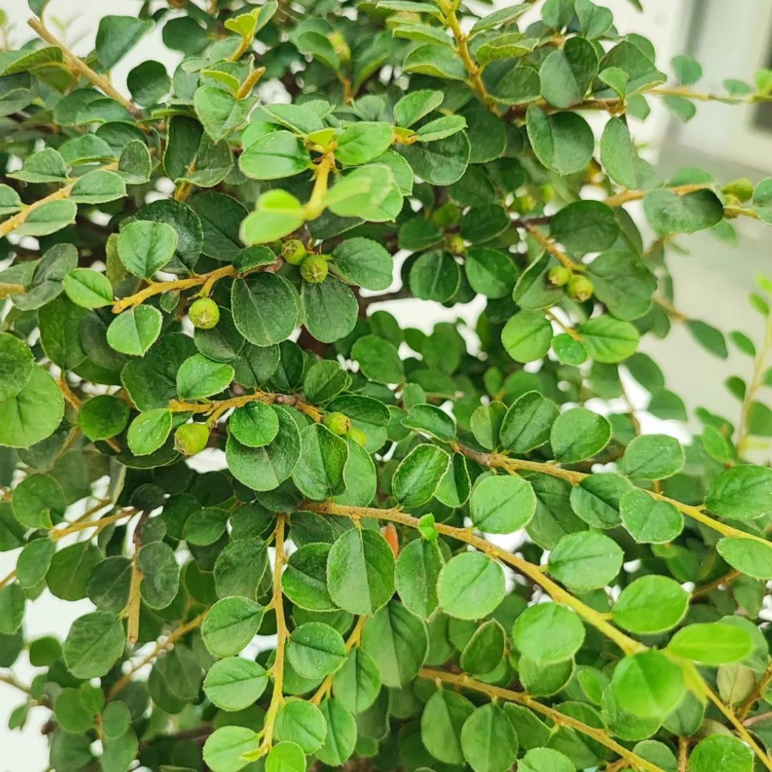 Bonsai Cotoneaster Horizontalis 10 Anni - Collezione Premium - i Giardini di Giulia  