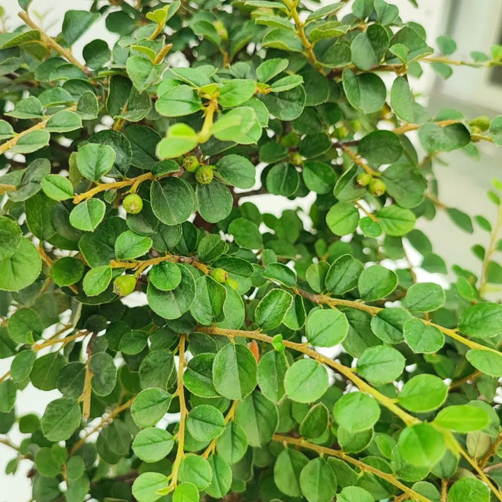 Bonsai Cotoneaster Horizontalis 10 Anni - Collezione Premium - i Giardini di Giulia  