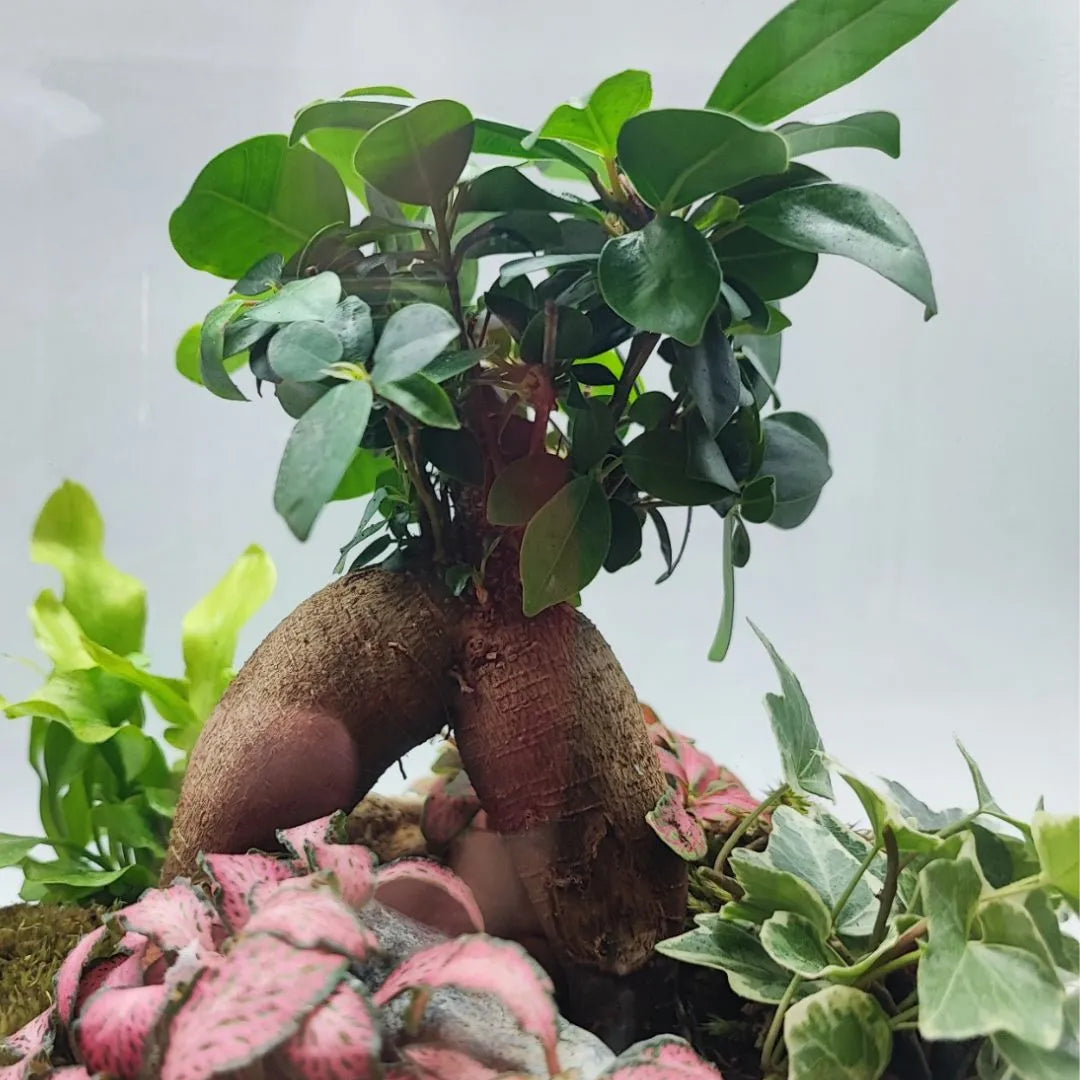 Terrarium Eli con piante verdi - i Giardini di Giulia 