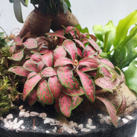 Terrarium Eli con piante verdi - i Giardini di Giulia 