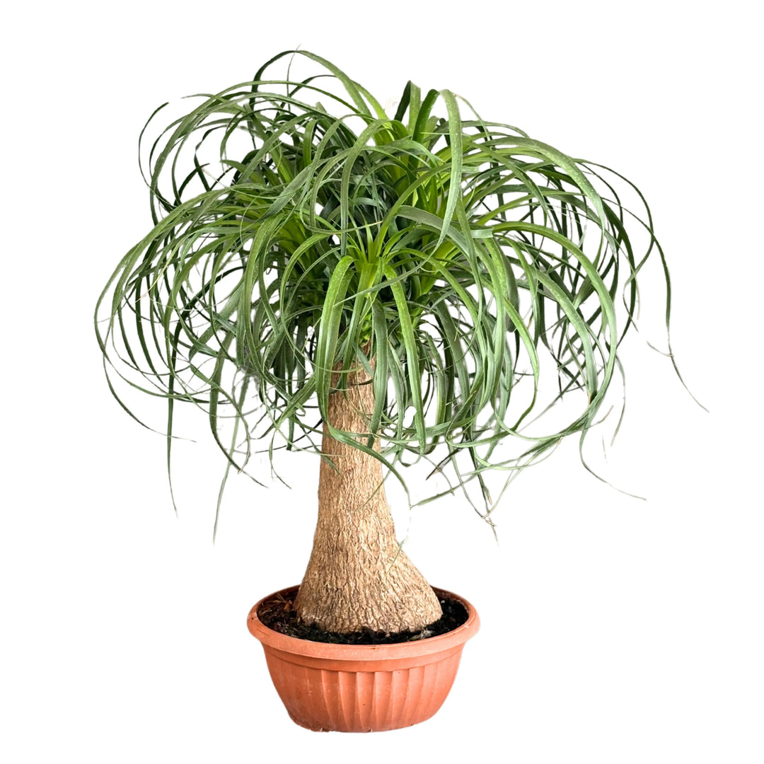 Beaucarnea Mangiafumo - pianta d'interno con tronco rigonfio e foglie a fontana