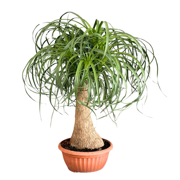 Beaucarnea (Mangiafumo) altezza 55 cm