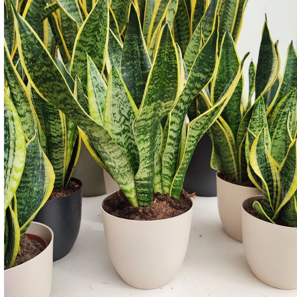 sansevieria superba d. 14 cm
