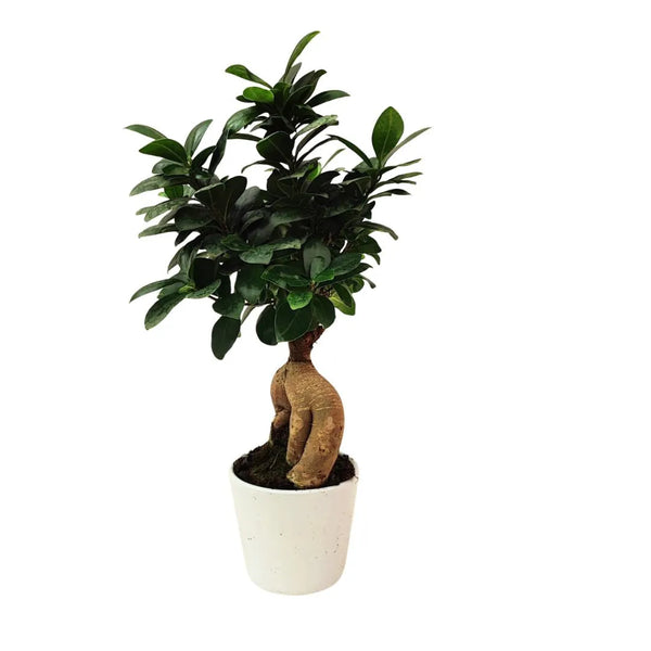 Bonsai ficus ginseng in vaso dallas altezza 35 cm