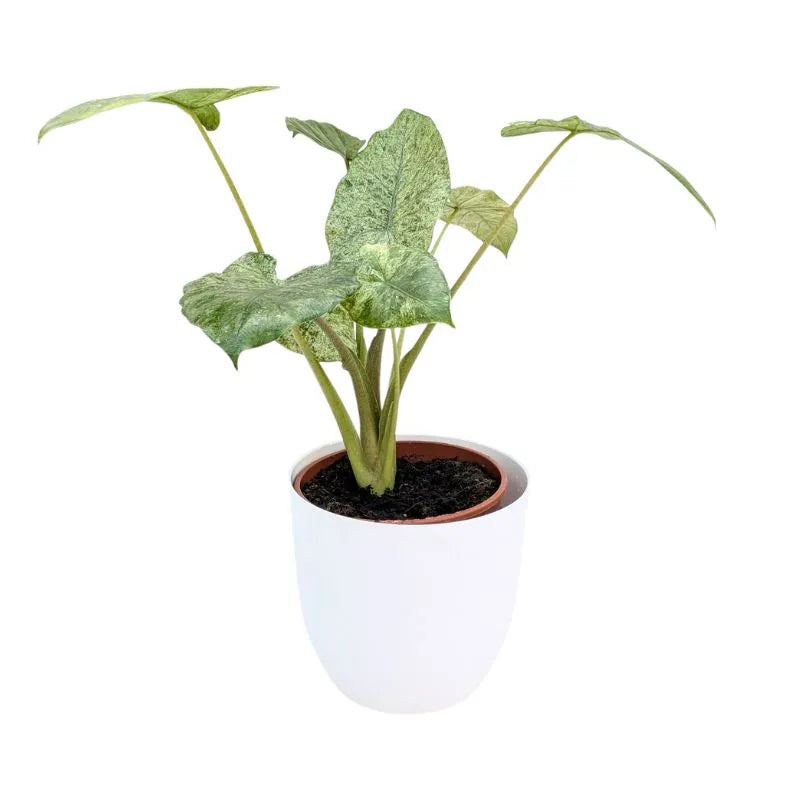 alocasia camouflage D.19 cm