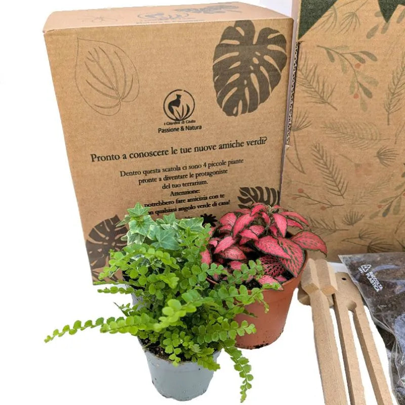 Kit Terrarium piccolo con Piante Vere e Confezione Regalo
