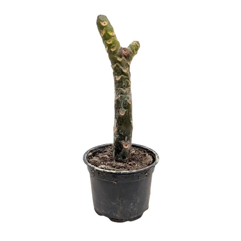 Plumeria Elsie - Ramificata
