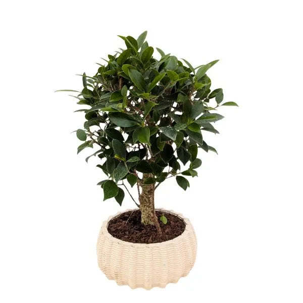 Bonsai retusa ball shape in vaso di ceramica artigianale basso Dioniso  D.16 cm