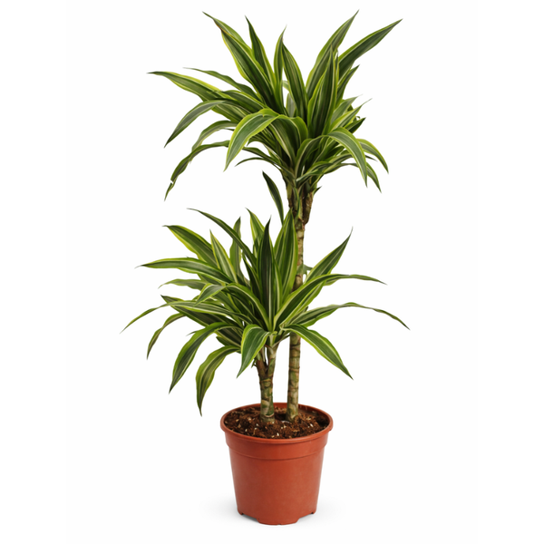Dracaena lemon lime D.19