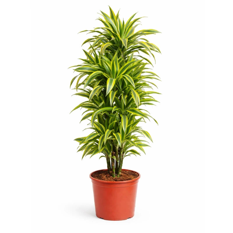 Dracaena lemon lime D. 30