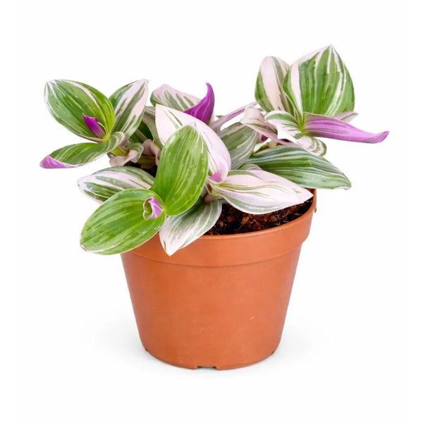 Tradescantia nanouk D.14 H.20 cm