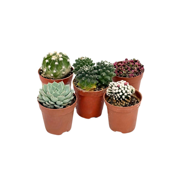 Piante succulente mix D. 5.5 cm