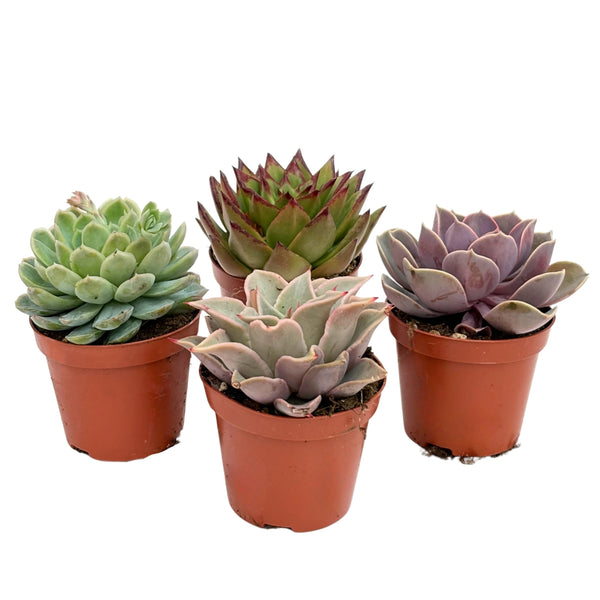 Piante succulente mix D. 8.5 cm